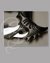 Small image #3 for Kit Rae's Fang of baelin with Free Art print
